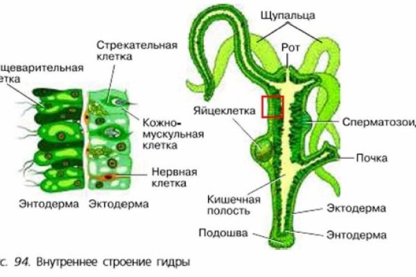 Кракен 05